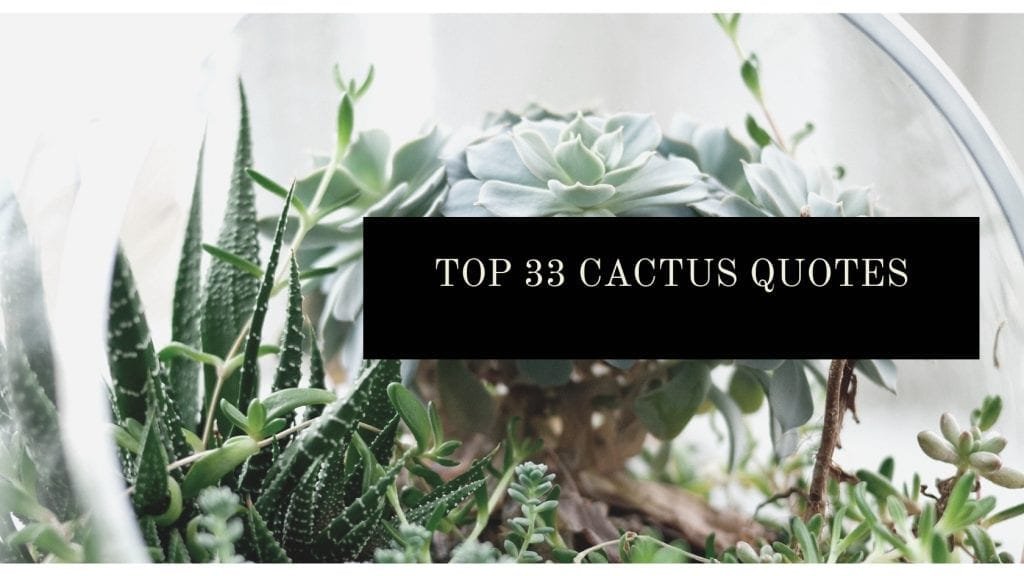 Top 33 Cactus Quotes Z Word