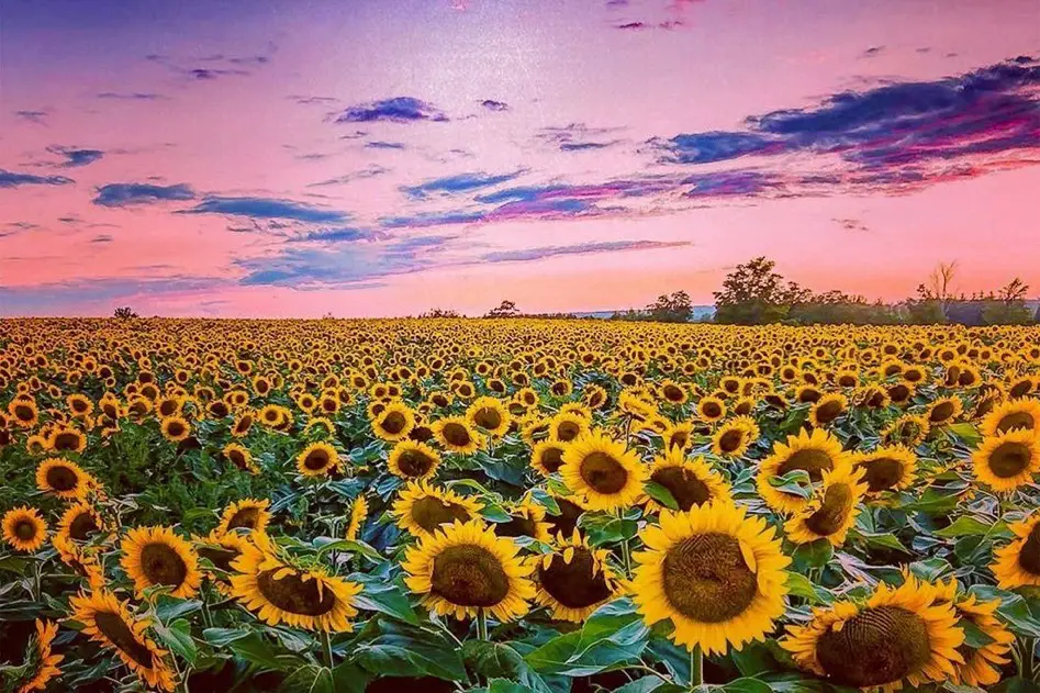35 Best and Happiest Sunflower Quotes, Poems, and Sayings | Z Word